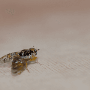 Akdeniz Meyve Sineği İle Mücadele Yöntemleri