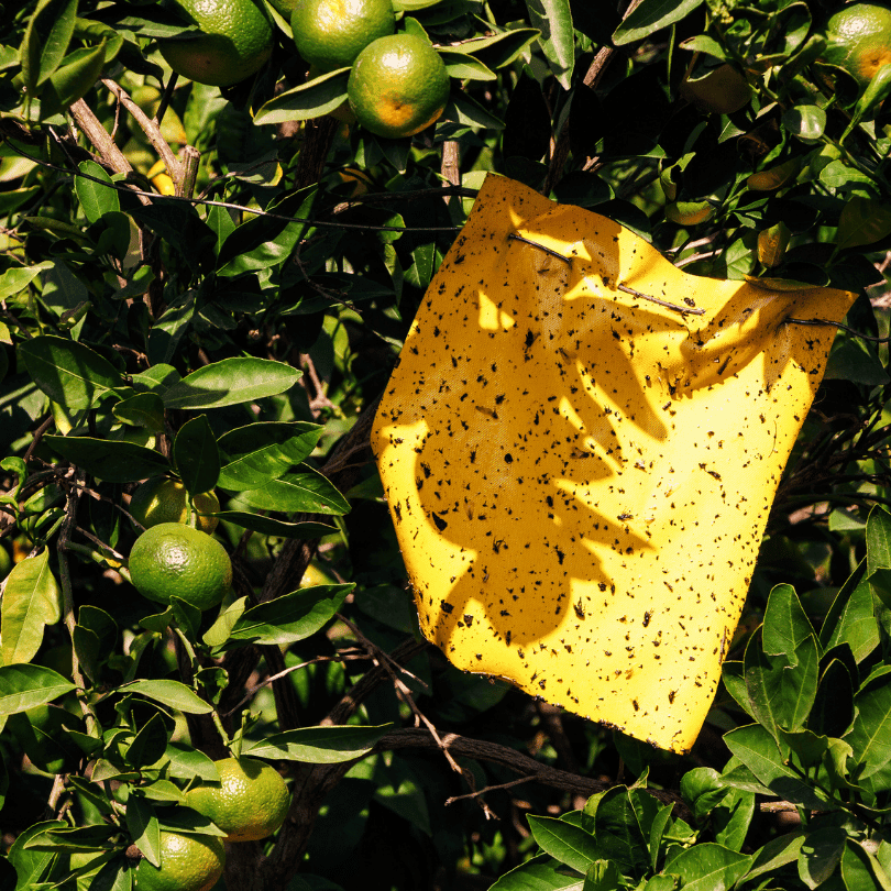 Akdeniz Meyve Sineğinin Tanımı ve Önemi