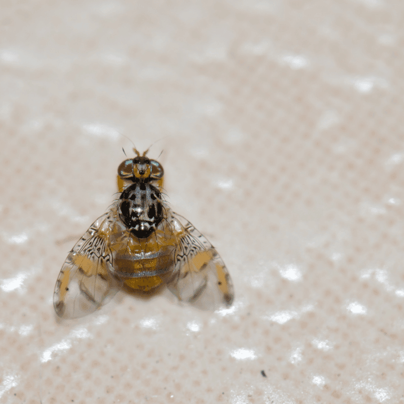 Mücadele Yöntemleri