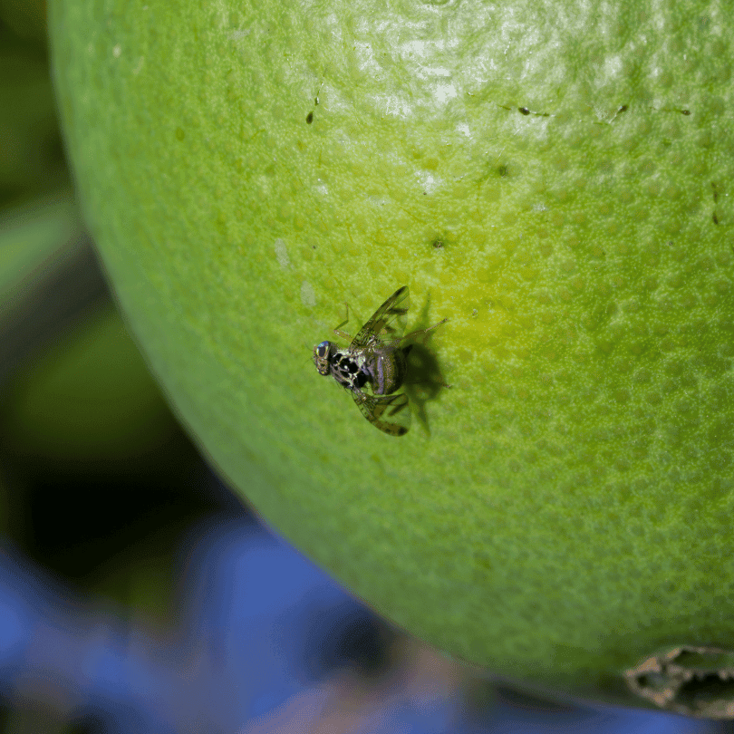 Fiziksel Mücadele Yöntemleri