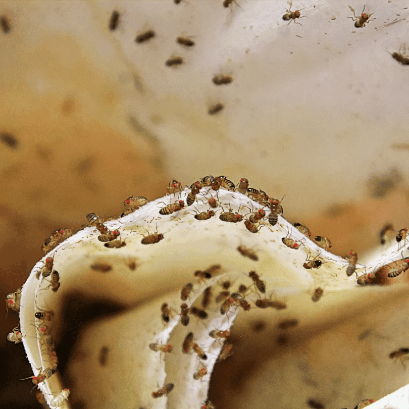 Kimyasal Mücadele ve Dikkat Edilmesi Gerekenler