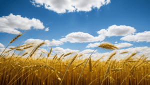 Buğday Thripsi ile Mücadele Yöntemleri ve Önlemler