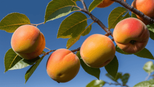 Kayısı Gübre İsteği ve Besleme Teknikleri
