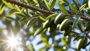 Zeytin Kabuklu Biti ile Mücadele Yöntemleri ve Önlemler